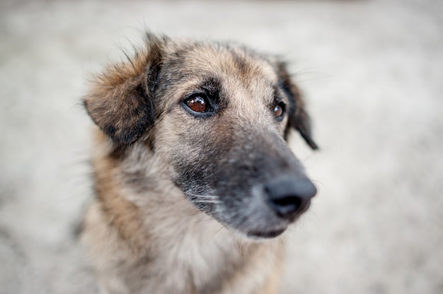 Cão pequeno bonito sentado alegremente