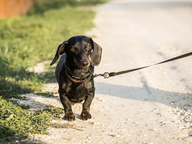 Foto cão pequeno cão bonito em uma estrada de terra caminhe com o cachorro