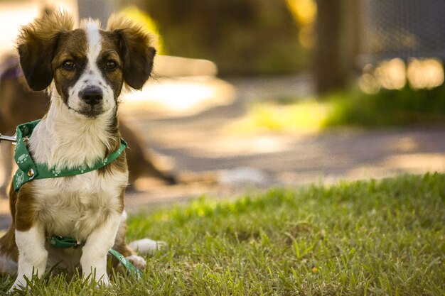 Foto cão pequeno com collay na grama caminhando