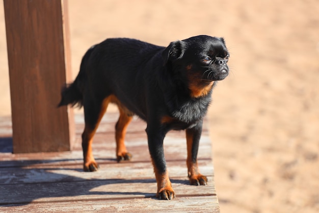 Cão pequeno da raça Griffon de pêlo liso. pequeno brabancon. Foto de alta qualidade