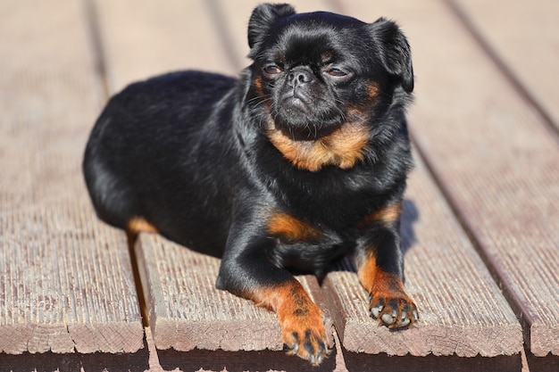 Cão pequeno da raça grifo de pêlo liso. Foto de alta qualidade