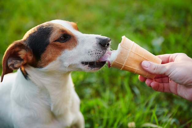 Cão pequeno da raça Jack Russell Terrier come sorvete