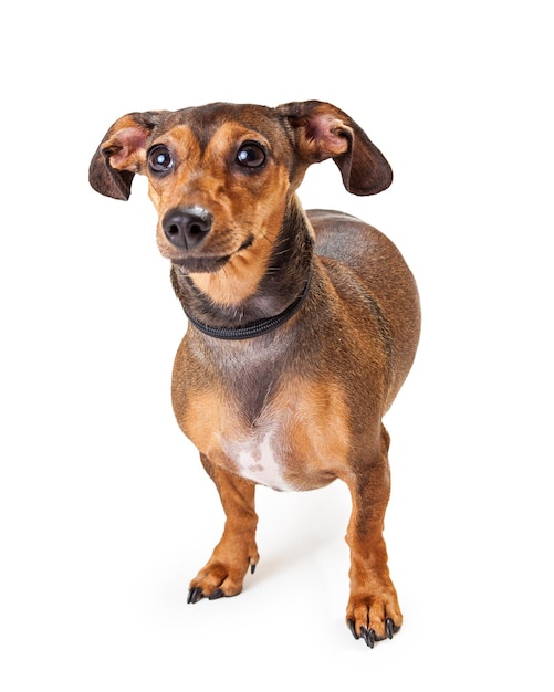 Cão pequeno Dachshund de raça mista em pé