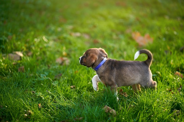 Cão pequeno, desfrutando de um passeio ao ar livre.