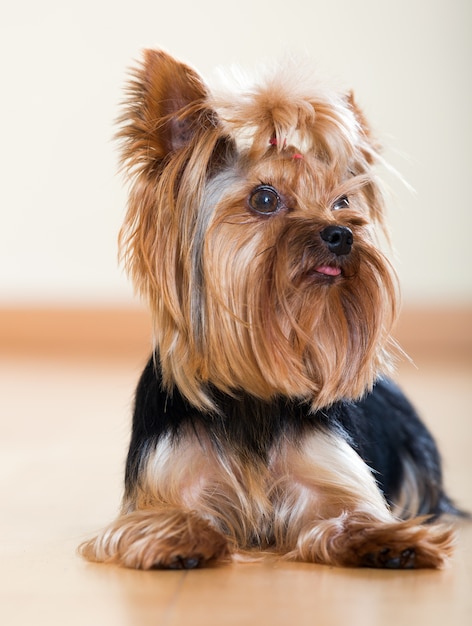 cão pequeno do yorkshire terrier