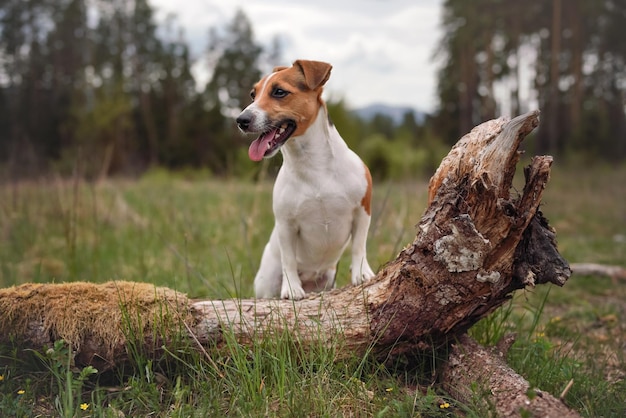 Cão pequeno Jack Russell terrier no prado da floresta, patas dianteiras na árvore caída, língua para fora olhando para o lado