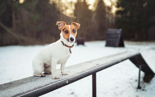 Cão pequeno Jack Russell terrier parado no banco de treinamento de madeira coberto de neve, fundo desfocado do campo de inverno