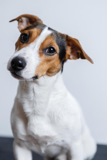 Cão pequeno olha para a câmera no fundo branco foto vertical do estúdio