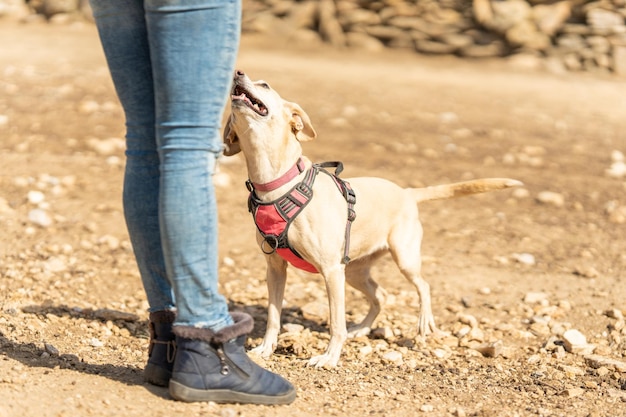 Cão pequeno olhando para seu dono em um parque