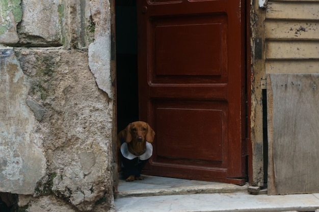 Cão pequeno vestido na porta de uma casa