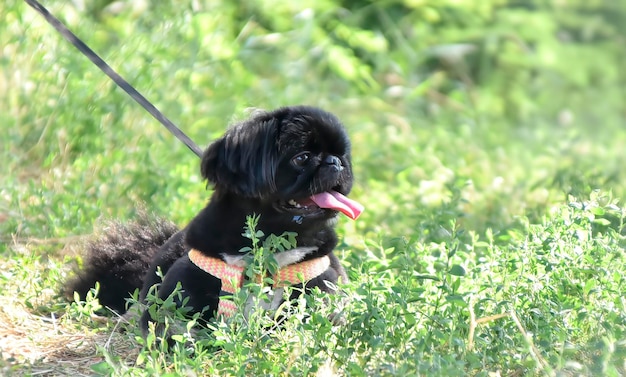 Cão pequinês decorativo preto com língua pendurada na grama