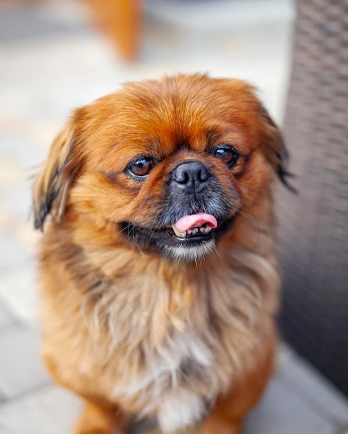 Cão pequinês engraçado sentado no jardim.