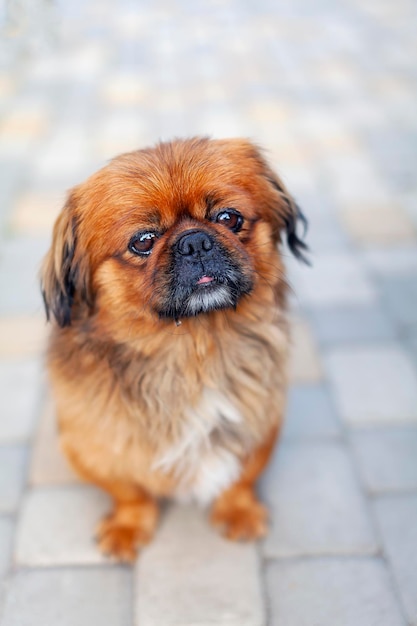 Cão pequinês engraçado sentado no jardim.