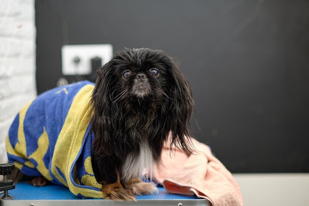 Cão pequinês peludo na toalha depois de lavar o cão