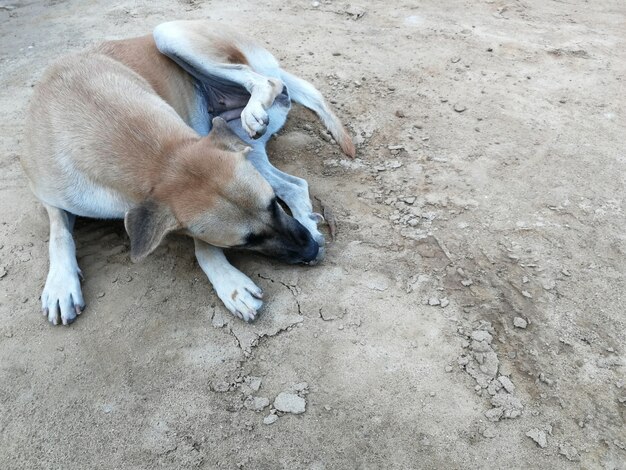 Cão perna limpa no chão do solo