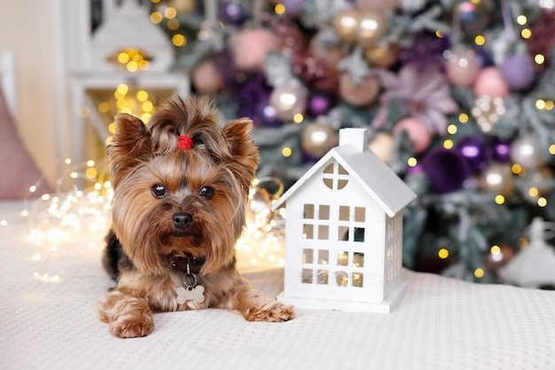 Cão perto da árvore de Natal com calendário de presentes