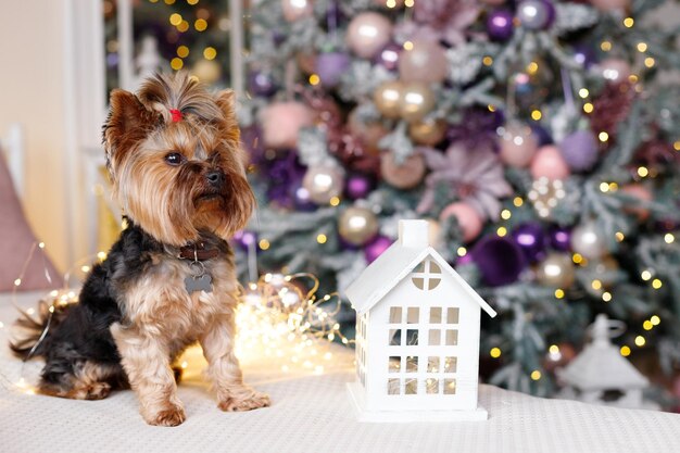 Cão perto da árvore de Natal no cartão de felicitações de natal e ano novo