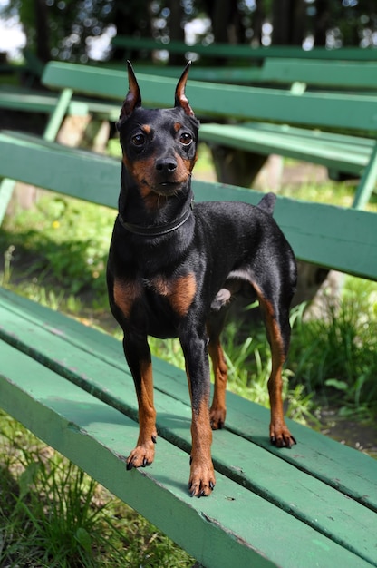 cão pinscher miniatura com orelhas cortadas