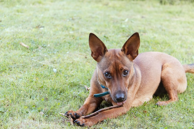 Cão pinscher miniatura com uma vara em um campo