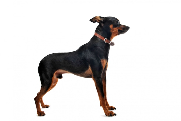 Cão pinscher miniatura em um fundo branco