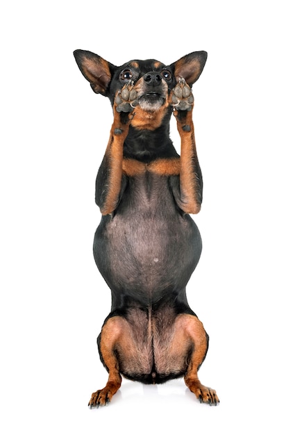 Cão pinscher miniatura