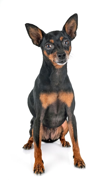 Foto cão pinscher miniatura