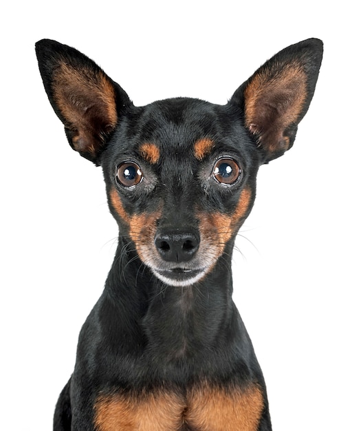 Cão pinscher miniatura