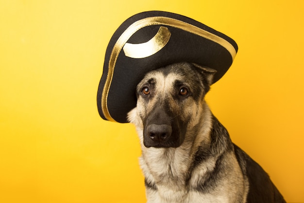 Cão pirata - cão pastor da Europa Oriental vestido com um pirata