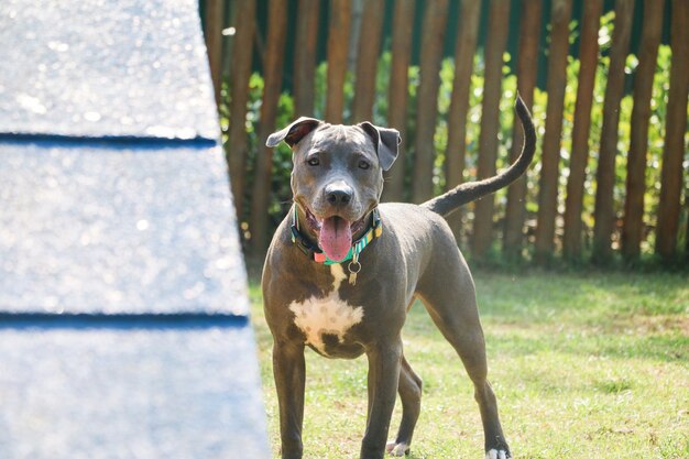 Cão pit bull a brincar no parque. área gramada para cães com brinquedos ergométricos.