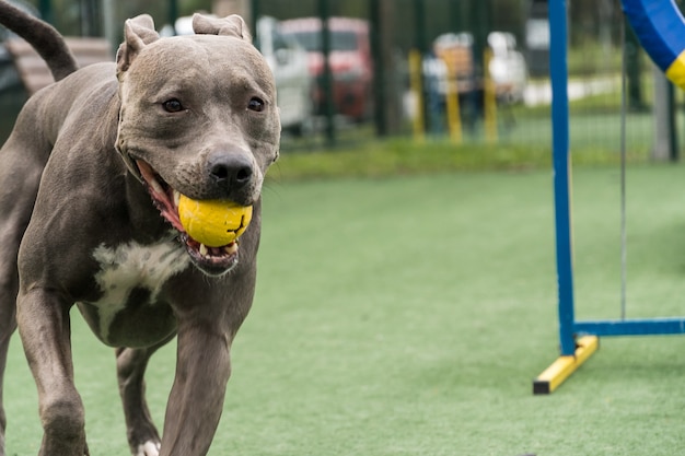 Cão pit bull a brincar no parque. Espaço para cachorros com brinquedos tipo rampa e pneu para ele se exercitar.