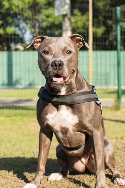 Cão pit bull a brincar no parque. Espaço para cães com grama verde e cerca com estacas de madeira.