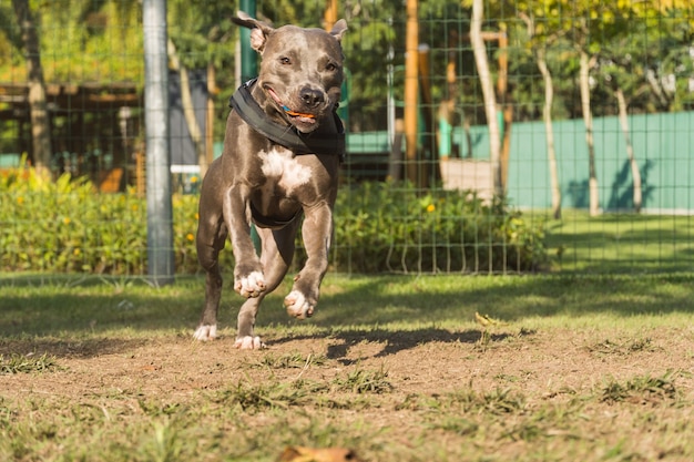 Cão pit bull a brincar no parque. espaço para cães com grama verde e cerca com estacas de madeira.