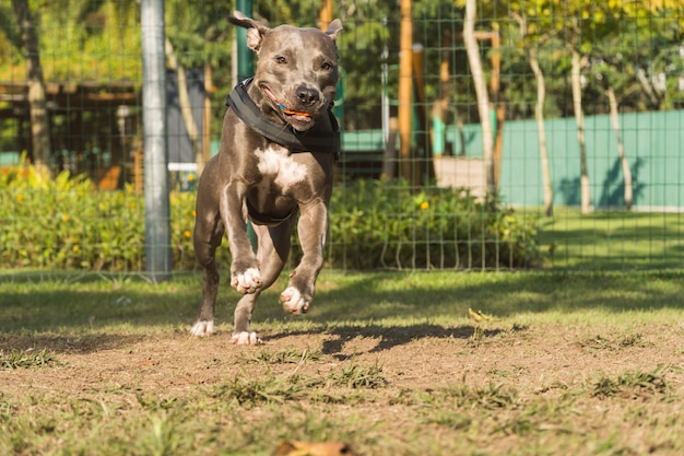 Cão pit bull a brincar no parque. Espaço para cães com grama verde e cerca com estacas de madeira.