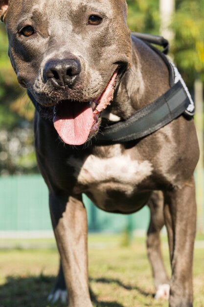 Foto cão pit bull a brincar no parque. espaço para cães com grama verde e cerca com estacas de madeira.