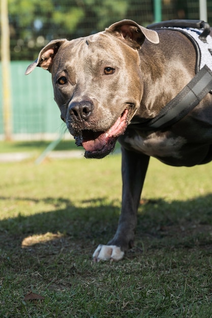 Cão pit bull a brincar no parque. Espaço para cães com grama verde e cerca com estacas de madeira.