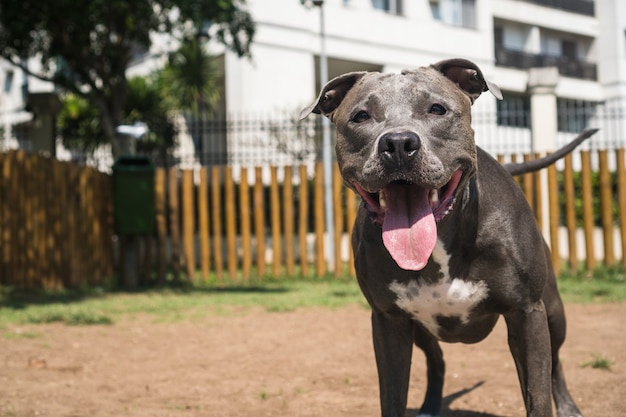 Cão pit bull a brincar no parque. Grama verde, chão de terra e estacas de madeira ao redor. Foco seletivo.