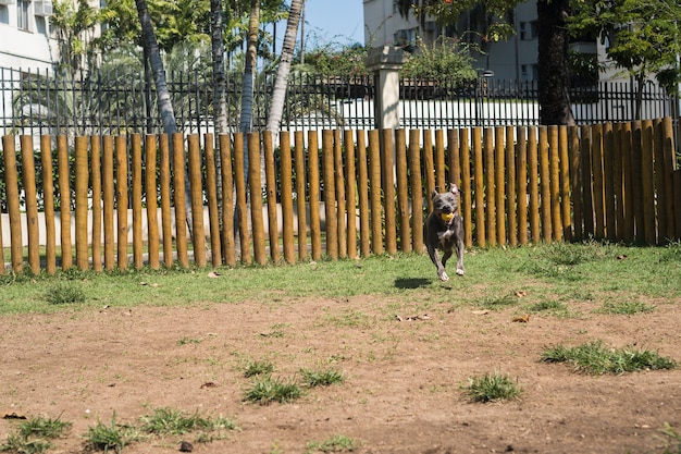 Cão pit bull a brincar no parque. Grama verde, chão de terra e estacas de madeira ao redor. Foco seletivo.