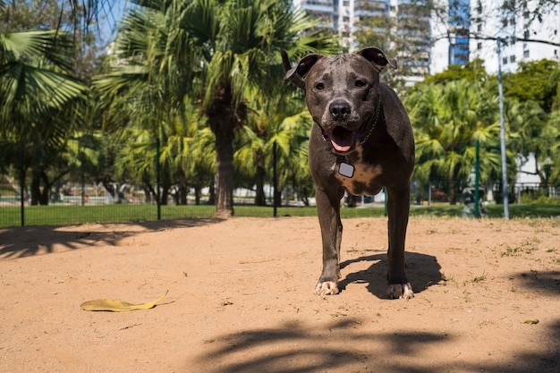 Cão pit bull a brincar no parque. O pitbull aproveita o dia de sol para se divertir.