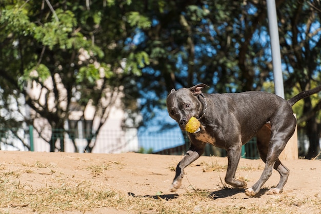 Cão pit bull a brincar no parque. o pitbull aproveita o dia de sol para se divertir.