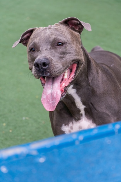 Cão pit bull a brincar no parque.