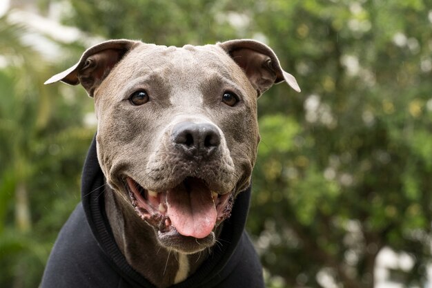 Cão pit bull com um moletom preto, brincando no parque em um dia frio.