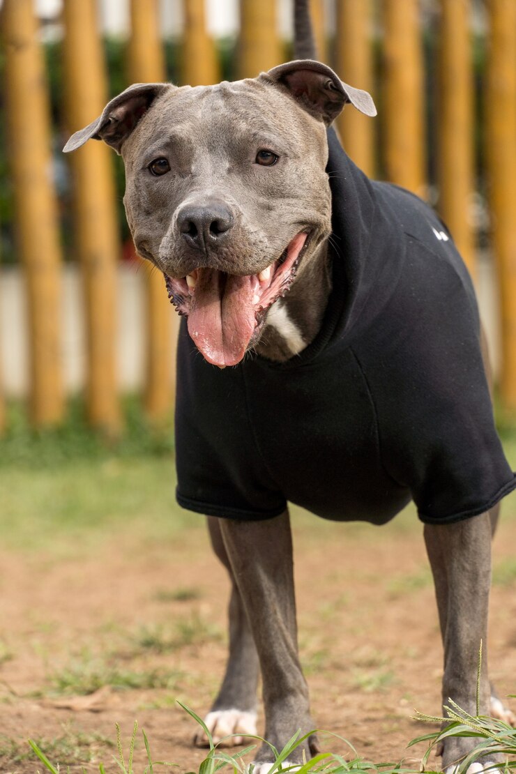 Foto cão pit bull com um moletom preto, brincando no parque em um dia frio.