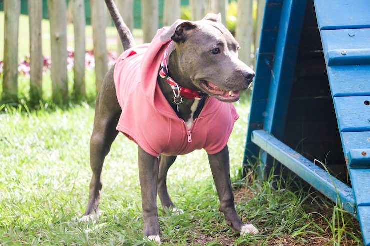 Foto cão pit bull com um moletom rosa, brincando no parque. área gramada para cães com brinquedos ergométricos.