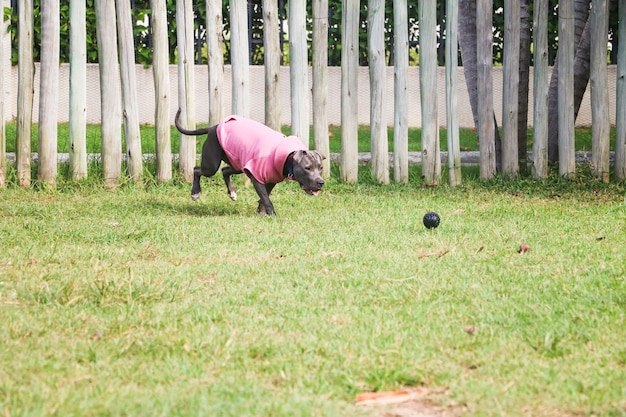 Cão pit bull com um moletom rosa, brincando no parque. Área gramada para cães com brinquedos ergométricos.