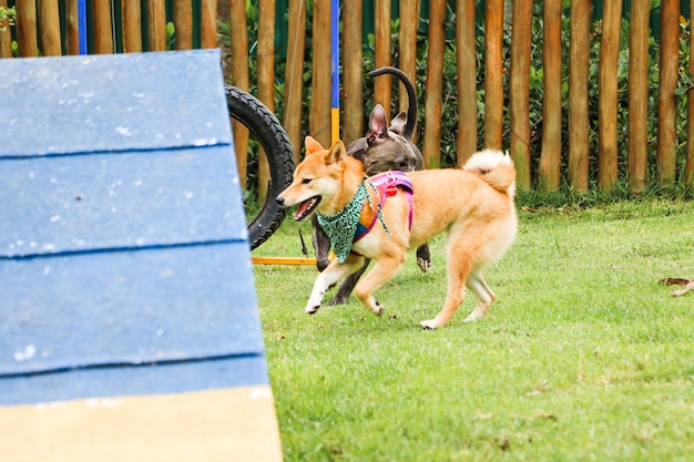 Cão pit bull e outros cachorros brincando e se divertindo no parque. Foco seletivo.