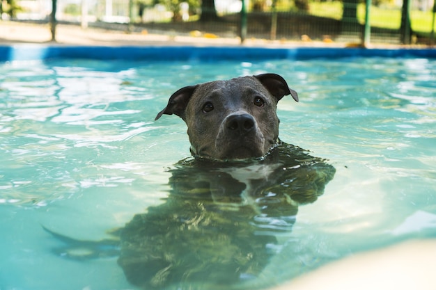 Cão pit bull nadando na piscina do parque. Dia de sol no Rio de Janeiro.