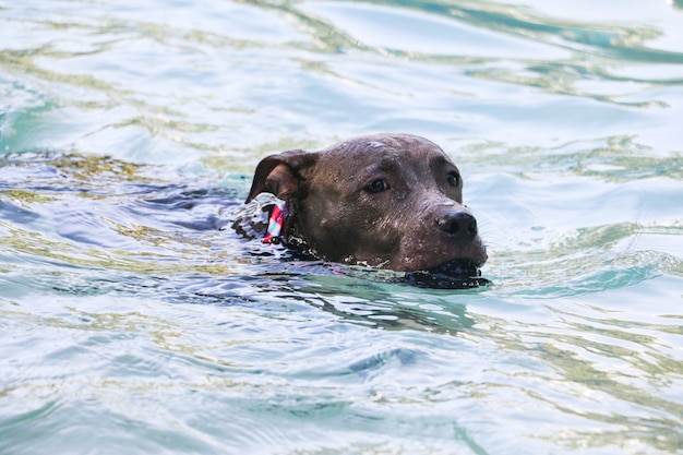 Cão pit bull nadando na piscina do parque. Dia de sol no Rio de Janeiro.