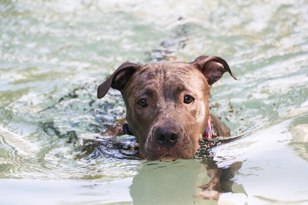 Cão pit bull nadando na piscina do parque. Dia de sol no Rio de Janeiro.