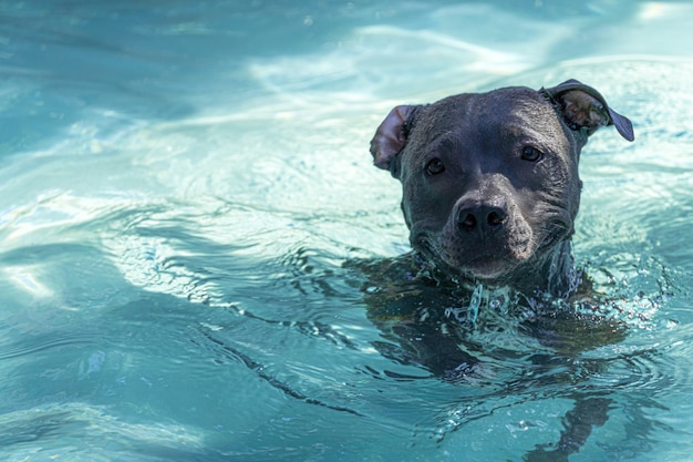 Cão pit bull nadando na piscina do parque. Dia de sol no Rio de Janeiro.