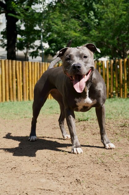 Cão pit bull no parque com grama verde e cerca de madeira. Pit bull brincando no local do animal de estimação.